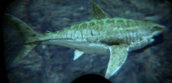 方舟生存进化手机版驯服巨齿鲨视频